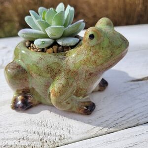 Green Frog Ceramic Planter with Faux Succulent NWT Charming! ~ FINAL PRICE!